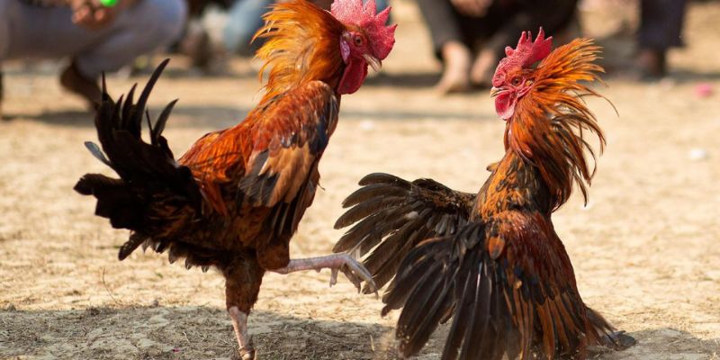 Hướng dẫn tân thủ cách xác định thắng thua