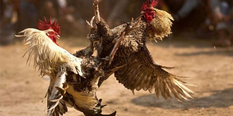 Nắm bắt phong độ gần đây của gà để đưa ra quyết định đúng
