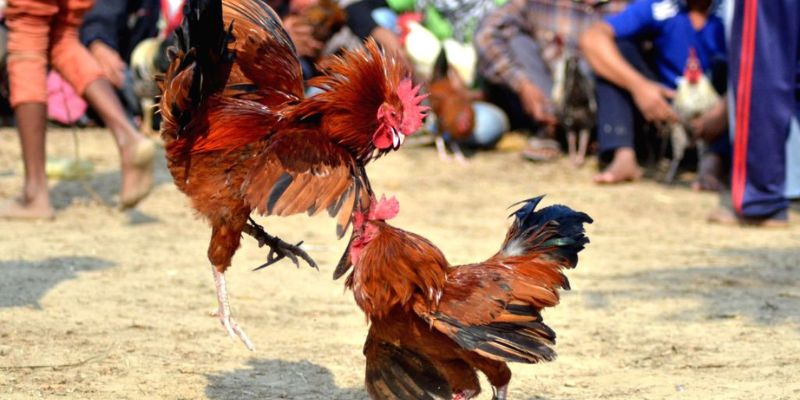 Đá gà TK88 cập nhật liên tục những dữ kiện hữu ích cho trận đấu